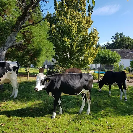 Apartamento Tor Zur Teufelsschlucht Ferschweiler